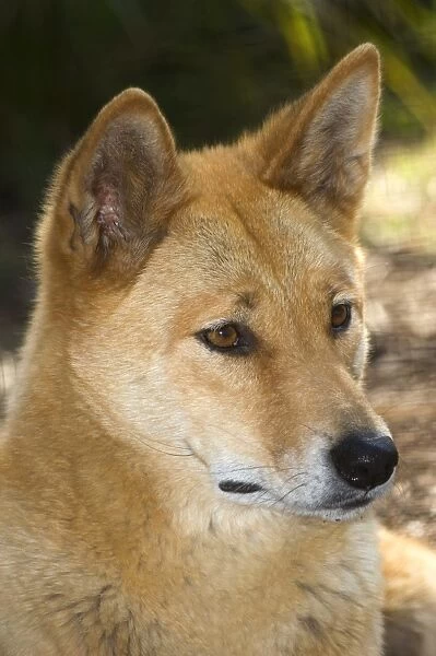 Dingo (Canis lupus dingo). This wild dog is found throughout Australia and southeast Asia