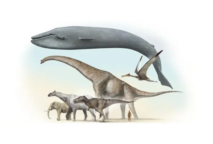 Framed Print : Largest Animals Size Comparison Print Framed Print : Largest Animals Size Comparison Print