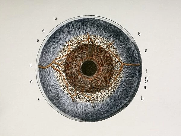 Dissected eye, 1844 artwork