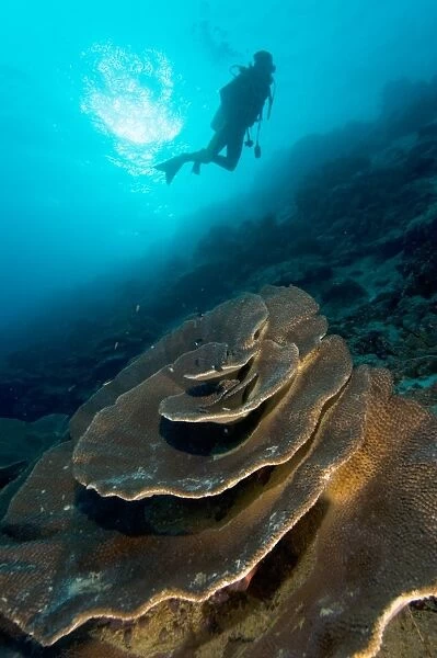 Diver exploring a coral reef