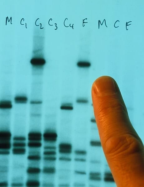 DNA fingerprinting used to prove paternity