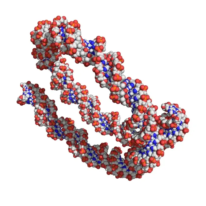 Framed Print : Molecular model DNA print Framed Print : Molecular model DNA print