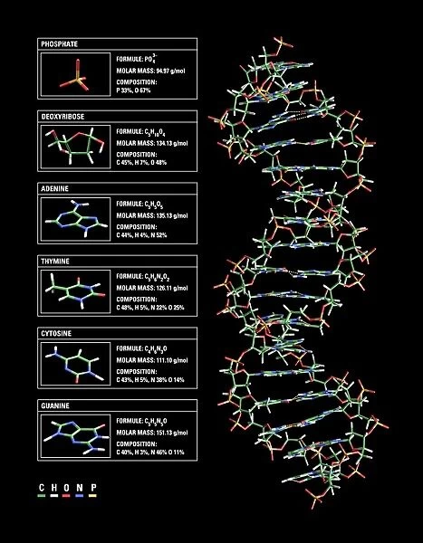 DNA structure, artwork C017  /  7218