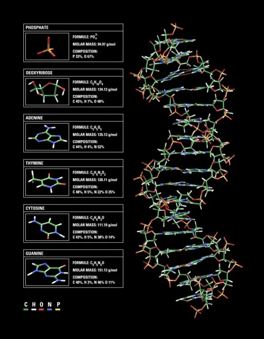 Framed Print : Double Helix DNA Molecule Print Framed Print : Double Helix DNA Molecule Print