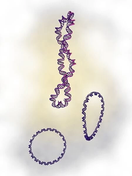 DNA supercoils, artwork