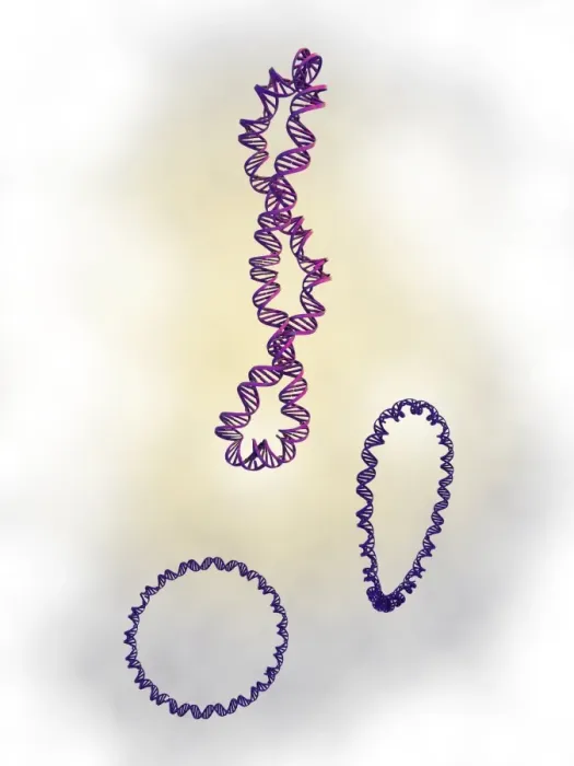 Framed Print : DNA Supercoils Print Framed Print : DNA Supercoils Print