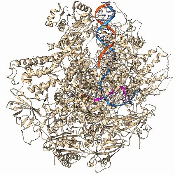 DNA transcription, molecular model F006  /  9584