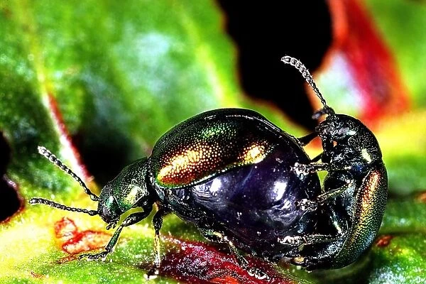 Dock leaf beetles mating