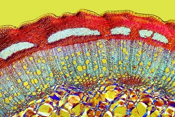 Dog rose stem, light micrograph