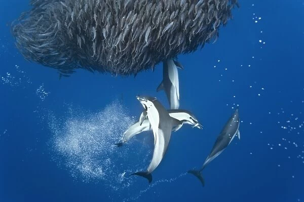 Dolphins hunting mackerel C014  /  1784