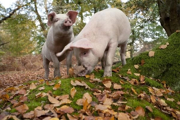 Domestic pigs foraging