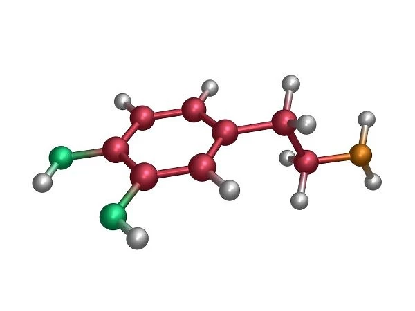 Dopamine molecule