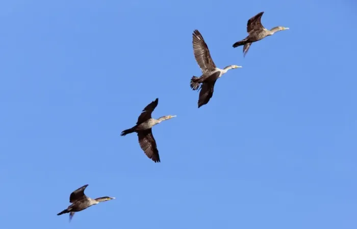 Framed Print : Double-crested Cormorants in Flight Print Framed Print : Double-crested Cormorants in Flight Print