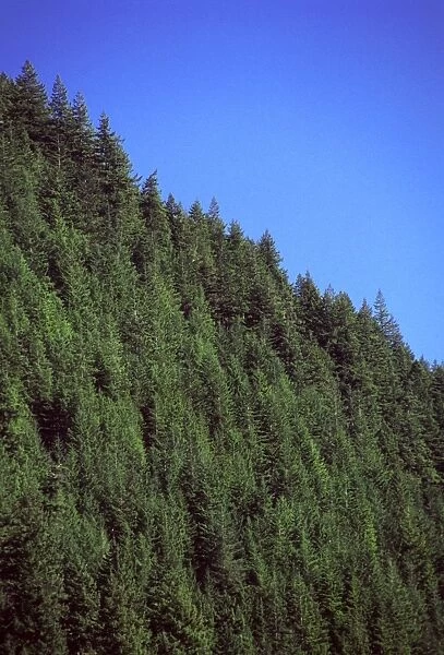 Douglas fir forest, British Columbia, Canada