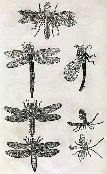 Dragonflies, 17th century artwork