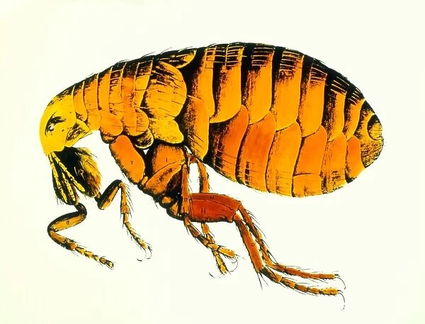 Drawing of a flea by Robert Hooke