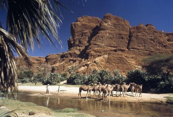Dromedary camels
