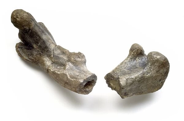 Dryosaurus dinosaur, fossil thigh bone C016  /  5036