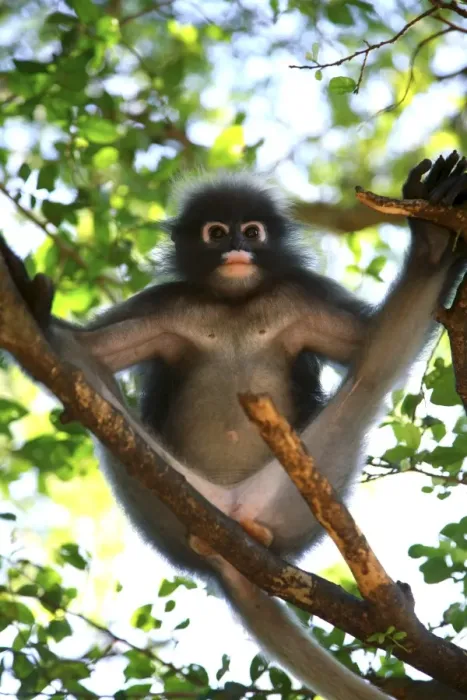 Framed Print : Dusky leaf-monkey in a tree, Print Framed Print : Dusky leaf-monkey in a tree, Print