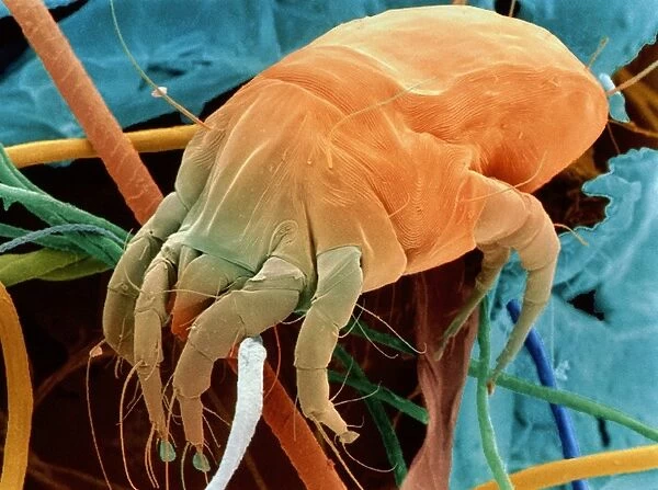 Dust mite. Coloured Scanning Electron Micrograph (SEM) of a dust mite Dermatophagoides sp