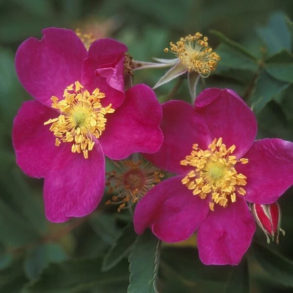 Dwarf rose (Rosa gymnocarpa)