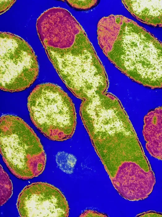 Framed Print : E. coli Bacterium Dividing Print Framed Print : E. coli Bacterium Dividing Print