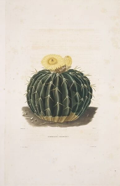Echinocactus cactus, 19th century C013  /  6780