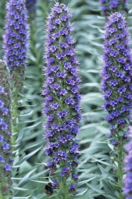 Framed Print : Echium Webbii Print