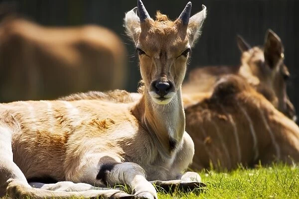 Eland antelope calf