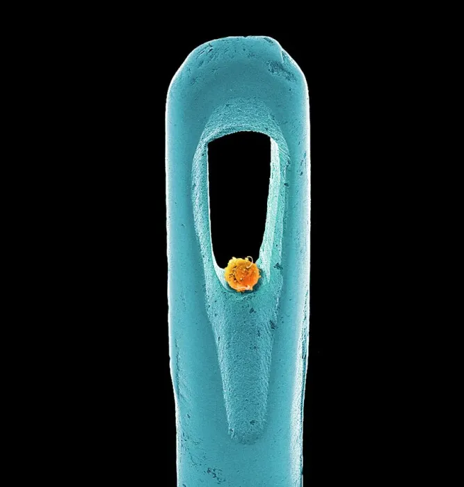 Framed Print : Print of Embryonic Stem Cell and Needle