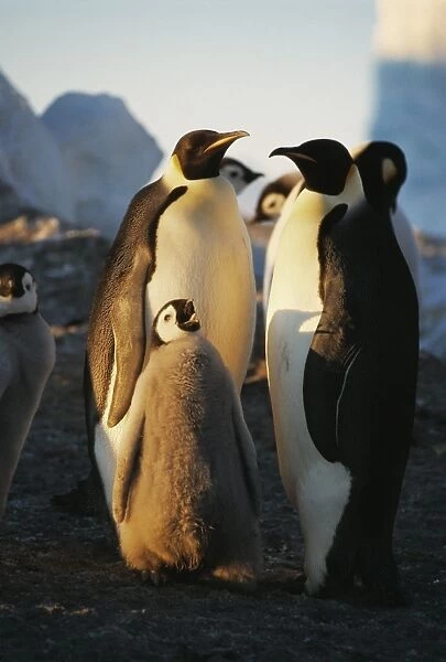 Emperor penguins with chick