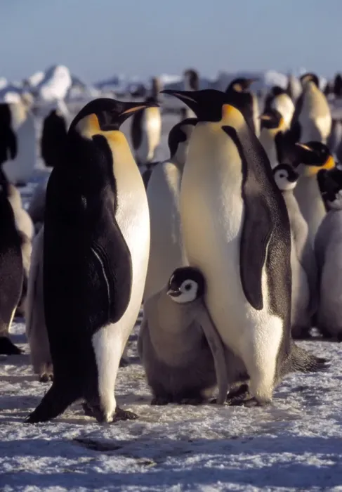 Framed Print : Emperor Penguins with Chicks Print Framed Print : Emperor Penguins with Chicks Print