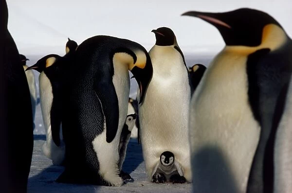 Emperor penguins sheltering chicks