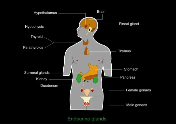 Framed Print : Endocrine System Print Framed Print : Endocrine System Print