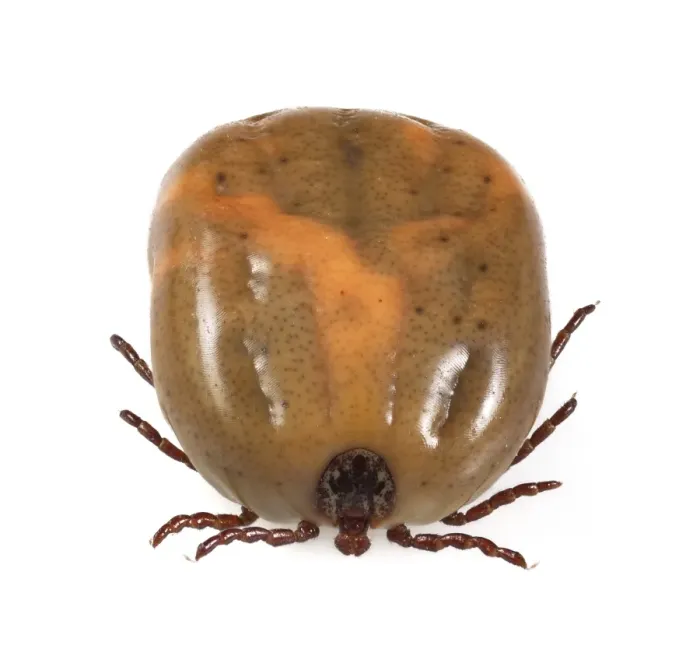 Framed Print : Engorged Ixodes Tick Print Framed Print : Engorged Ixodes Tick Print