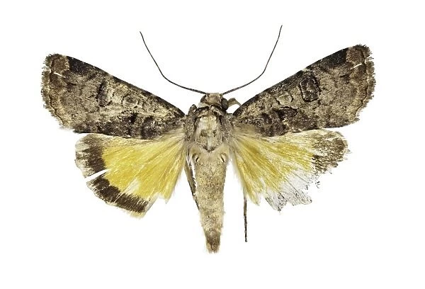 Epilecta linogrisea moth C016  /  2131
