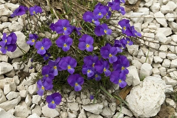 Eugenias Pansy (Viola eugeniae)