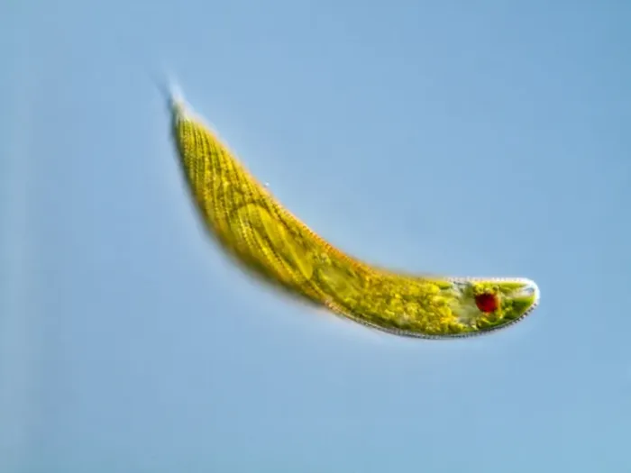Framed Print : Euglena Protozoan Print, Light Micrograph Framed Print : Euglena Protozoan Print, Light Micrograph