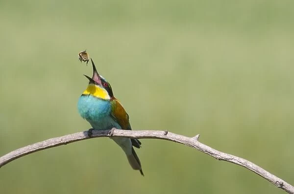 European bee-eater eating a bee C015  /  6866