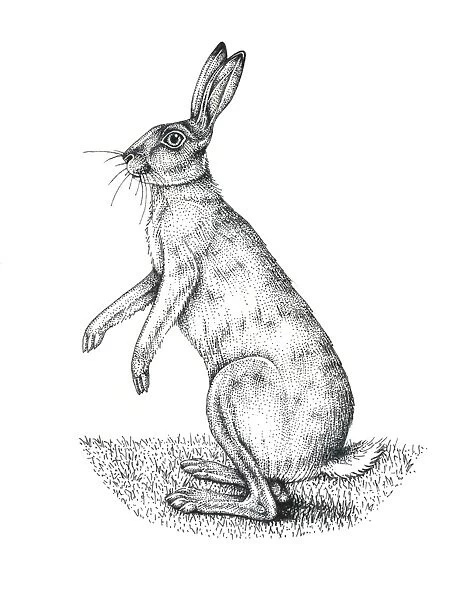 European hare, artwork