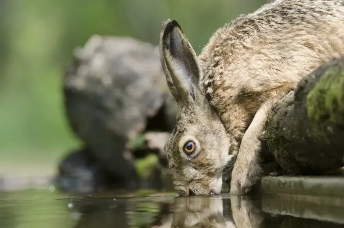 Framed Print : European Hare Print Framed Print : European Hare Print