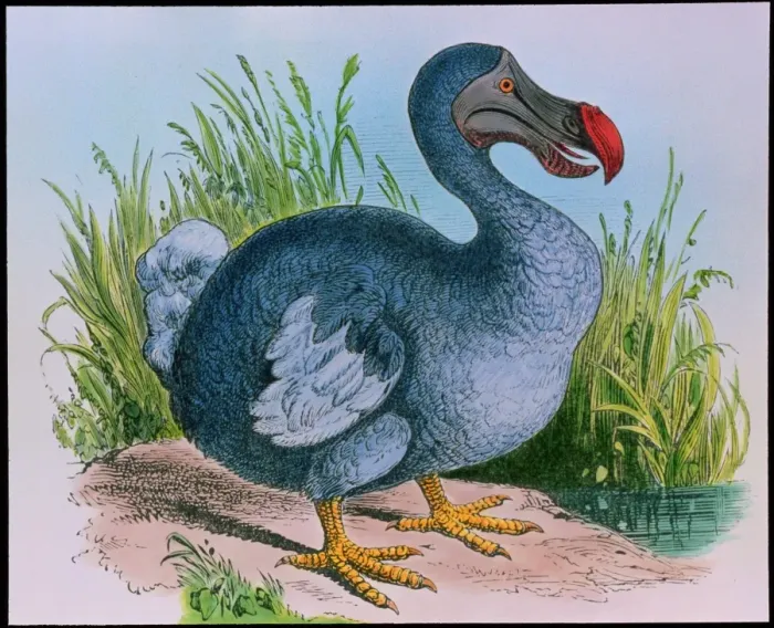Framed Print : Extinct Dodo Print Framed Print : Extinct Dodo Print