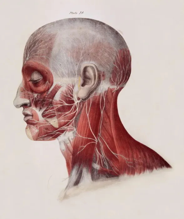 Framed Print : Facial Nerve Dissection Print Framed Print : Facial Nerve Dissection Print