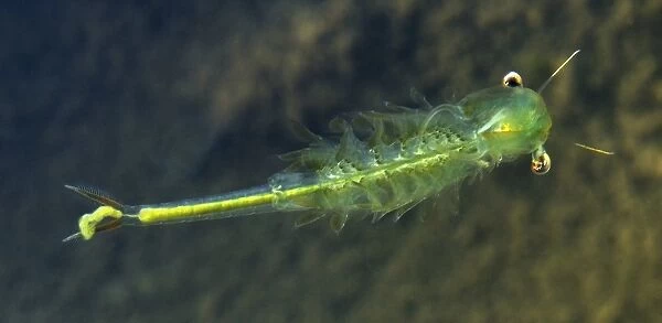 Fairy Shrimp male C015  /  0717