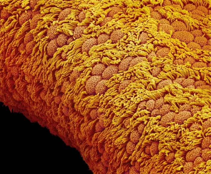 Framed Print : Fallopian Tube Epithelium SEM Print Framed Print : Fallopian Tube Epithelium SEM Print