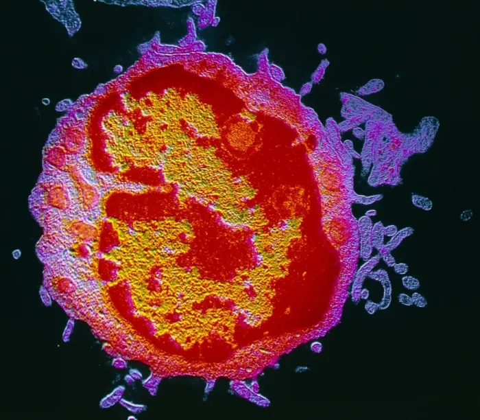 Framed Print : False-colour TEM of a lymphocyte Print Framed Print : False-colour TEM of a lymphocyte Print