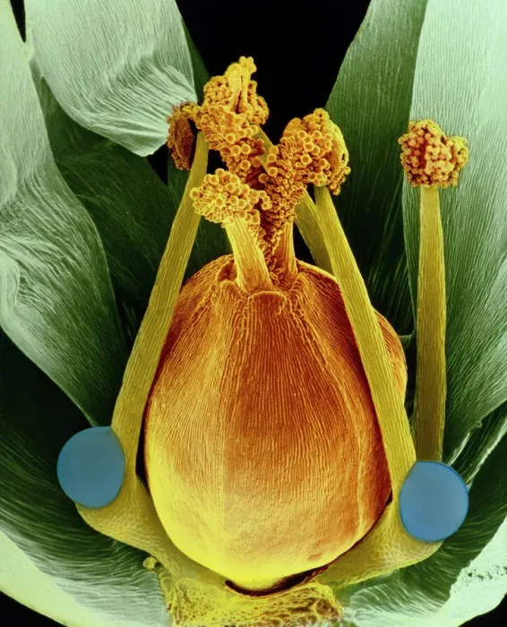 Framed Print : False-colour SEM Print of Chickweed Flower Reproductive Structures Framed Print : False-colour SEM Print of Chickweed Flower Reproductive Structures