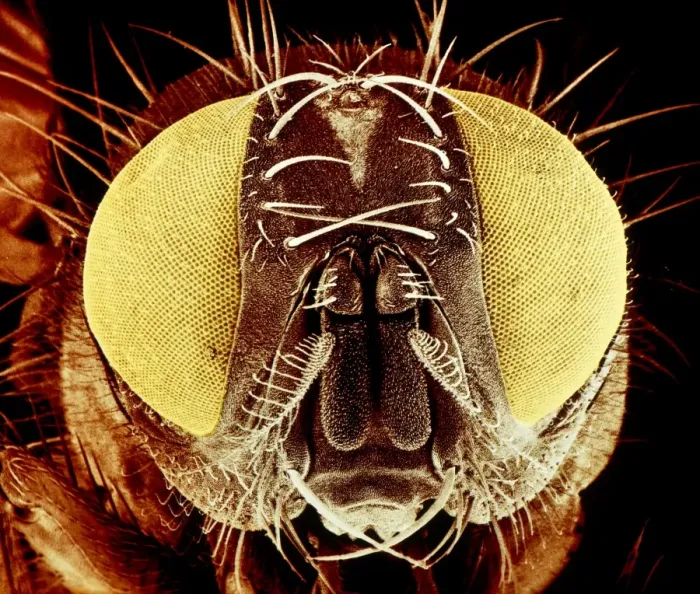 Framed Print : False-colour SEM Print of Housefly Head Framed Print : False-colour SEM Print of Housefly Head