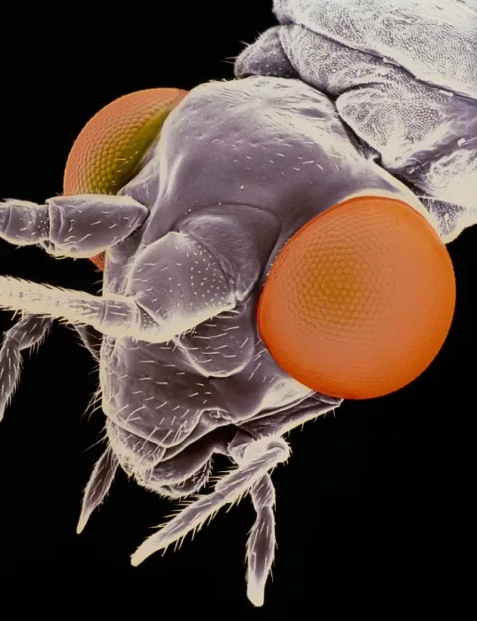 Framed Print : False-colour SEM Print of Lacewing Head Framed Print : False-colour SEM Print of Lacewing Head