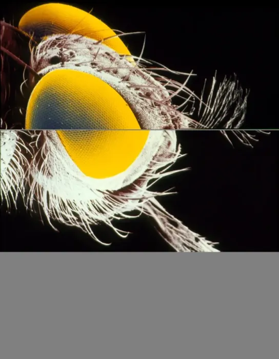 Framed Print : False-colour SEM print of a tsetse fly head Framed Print : False-colour SEM print of a tsetse fly head